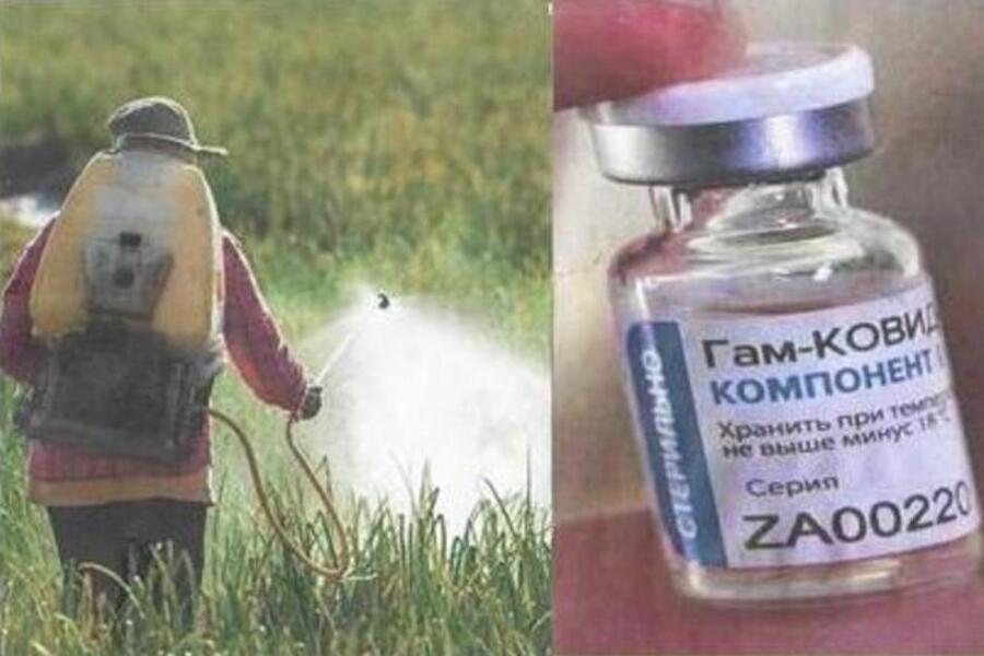 Foto montagem em que, à esquerda, um lavrador esborrifa veneno numa plantação. À direita, close da foto de um ampola da vacina Sputnik V