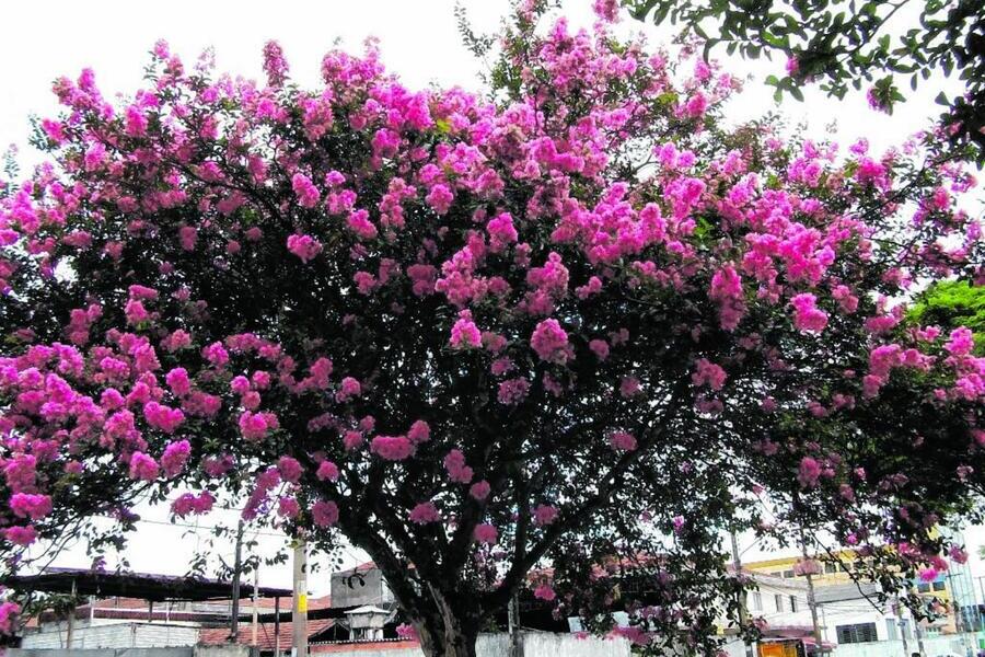 Foto de uma das muitas árvores do bairro